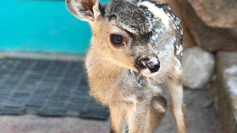 3-week-old deer fawn placed with Bearizona after mother was hit by car